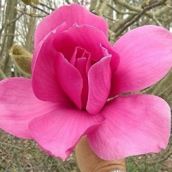 Magnolia purple sensation