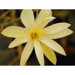 Magnolia fraseri 'gold star'
