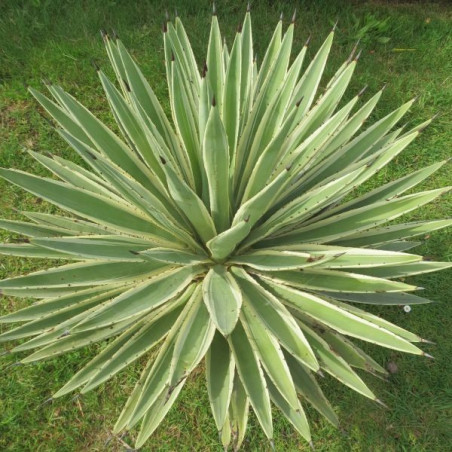 Agave angustifolia marginata