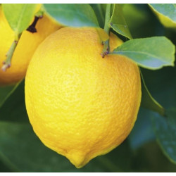 Citrus limon Garey's eureka