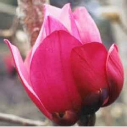 Magnolia Caerhays new purple