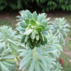 Euphorbia shorty