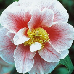 Camellia oo-la-la