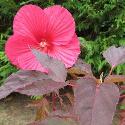 Hibiscus carrousel® pink passion