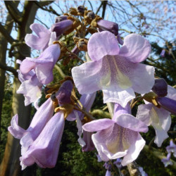  Paulownia tomentosa 'purple splendour'