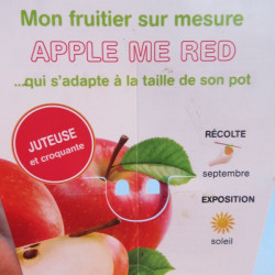 Pommier nain apple me red