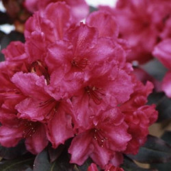 Rhododendron 'ebony pearl'