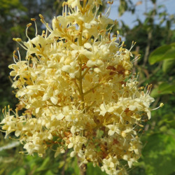 Syringa pekinensis 'yellow fragrance'