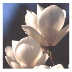 Magnolia 'sayonara'