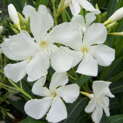 Nerium oleander Sœur Agnes