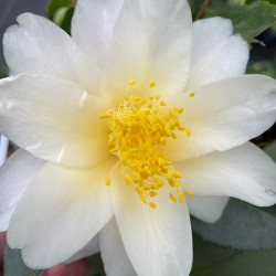 Camellia ki-renge fleur