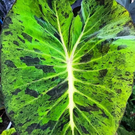 Colocasia mojito evolution