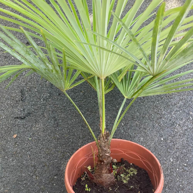 Trachycarpus wagnerianus x princeps 5 litres