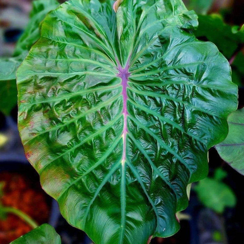 Colocasia green wave