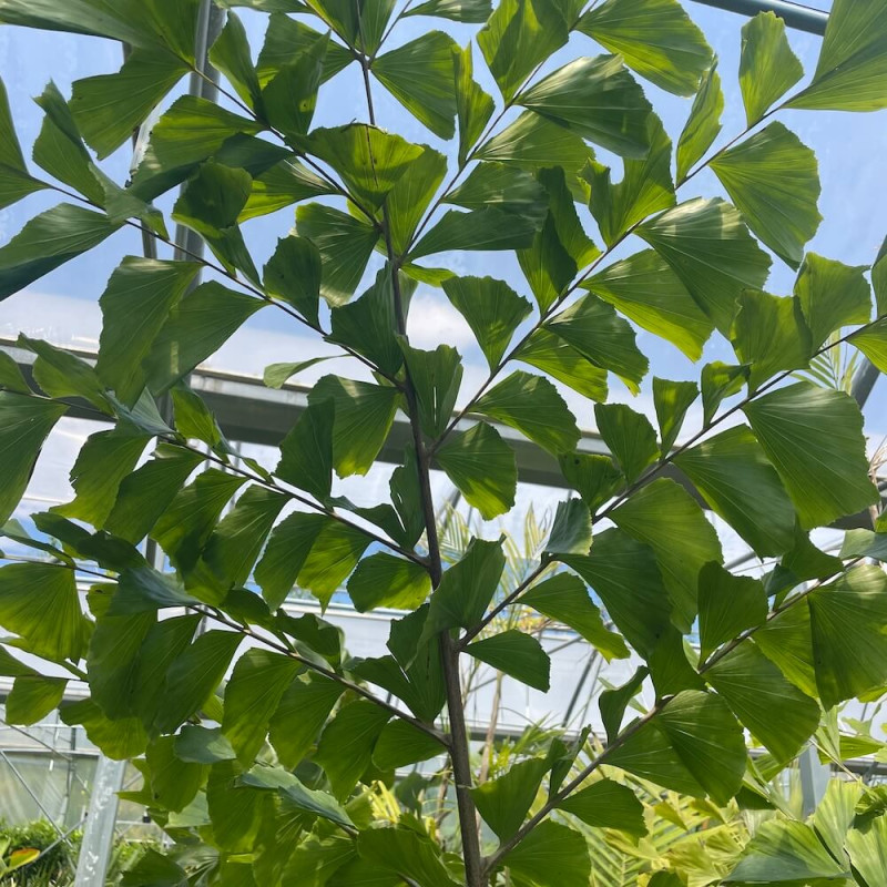 Caryota obtusa