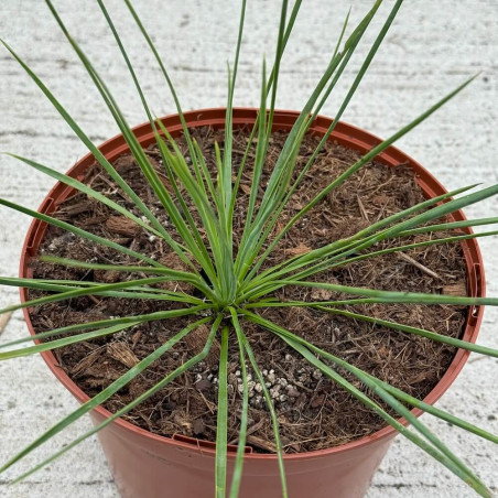 Yucca linearis cascade