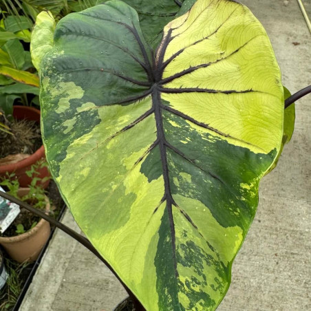 Colocasia Pharaohs Mask variegated