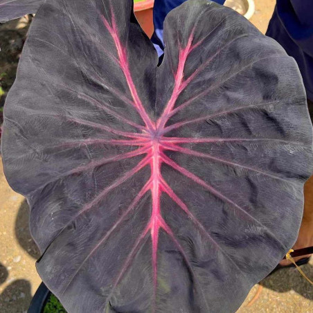 Colocasia venom pink