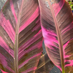 Musa nono dark variegata