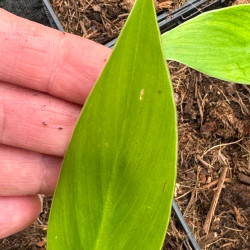 Ensete gilletii