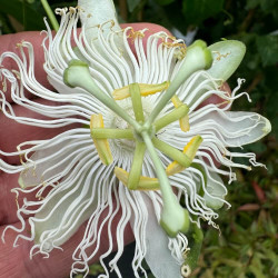 Passiflora incarnata cooltropics® snowstar®