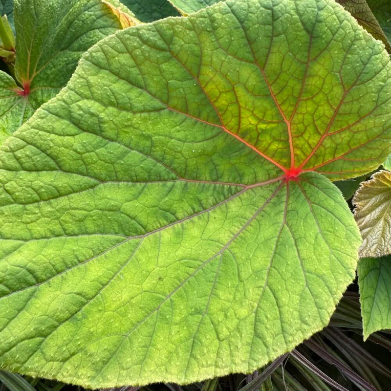 Begonia torsa