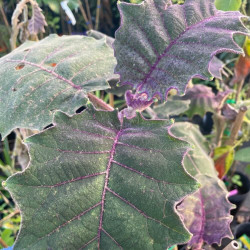 Solanum quitoensis