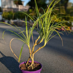 Pandanus baptistii variegata