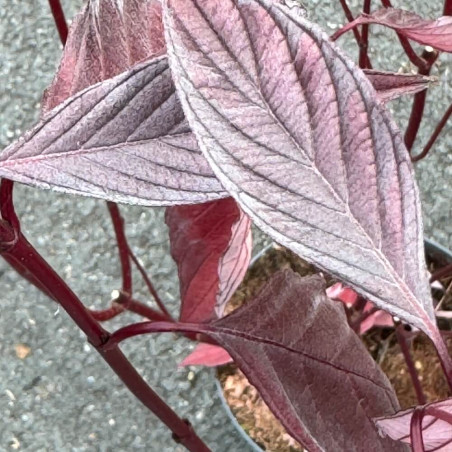 Cornus alba nightfall