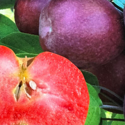 Malus domestica Red Moon®, pommier