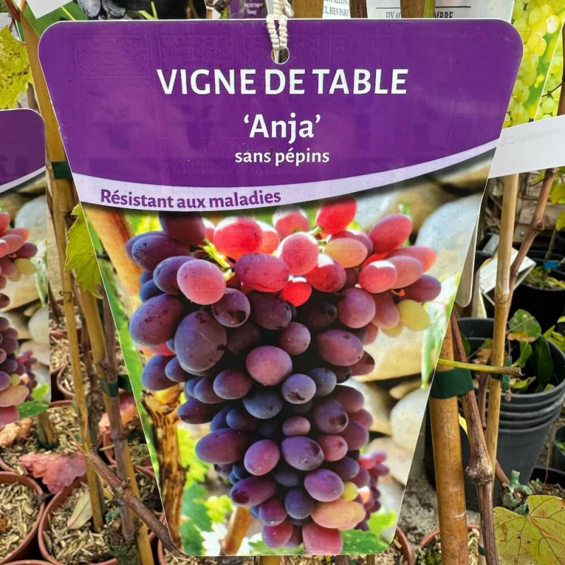 Vitis Anja