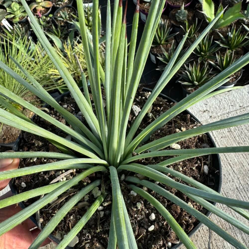 Agave stricta echinus