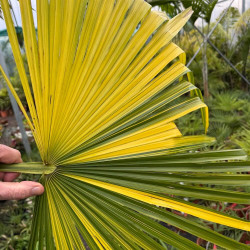 Trachycarpus fortunei variegata