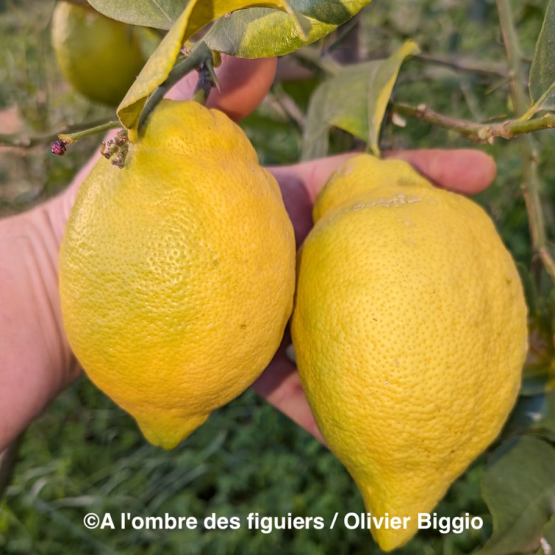 Citrus x limon var. interdonato