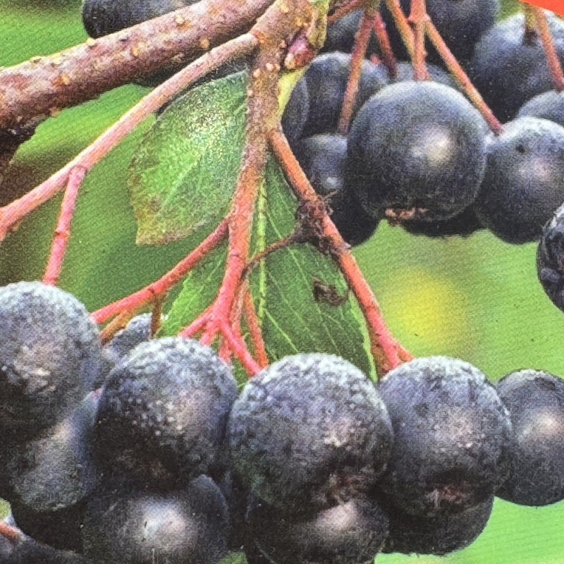 Aronia x prunifolia Nero | À l'ombre des figuiers