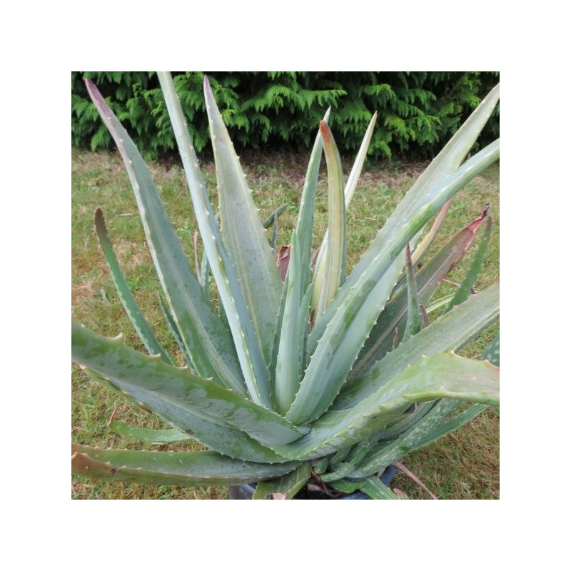 Aloe vera (barbadensis), plante dépolluante
