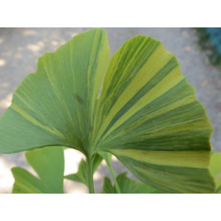 Online sale of Ginkgo, Gingko on A l'ombre des figuiers