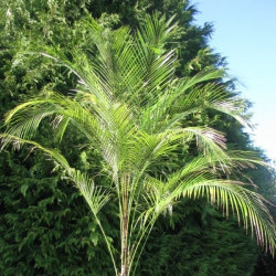 Indoor palms