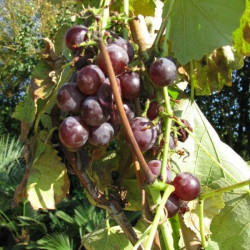 Online sale of grapes on A l'ombre des figuiers