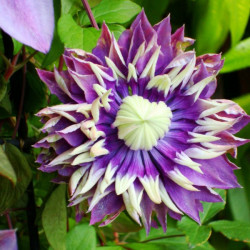 Online sale of Clematis on A l'ombre des figuiers