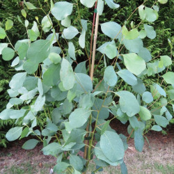 Online sale of eucalyptus on A l'ombre des figuiers