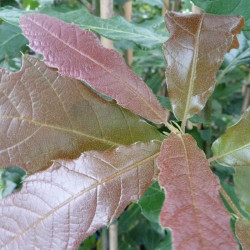 Vente en ligne de chênes, Quercus