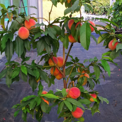 Vente en ligne d'arbres fruitiers nains de la gamme 'fruit me'