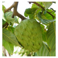 Vente en ligne d'arbres à fruits tropicaux comestibles