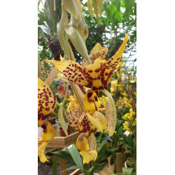 Vente en ligne d'orchidées d'intérieur originales