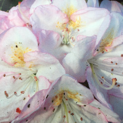 Online sale of 'EasyDENDRON'® Rhododendrons 