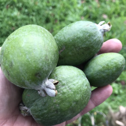 Online sale of Feijoa, Acca sellowiana, pineapple guava