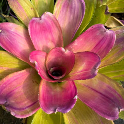 Indoor Bromeliaceae