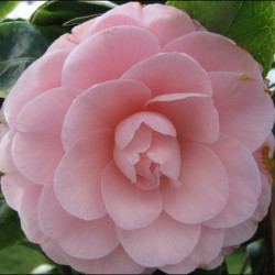 A l'ombre des figuiers - Camellia