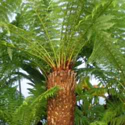 Online sale of tree ferns on A l'ombre des figuiers